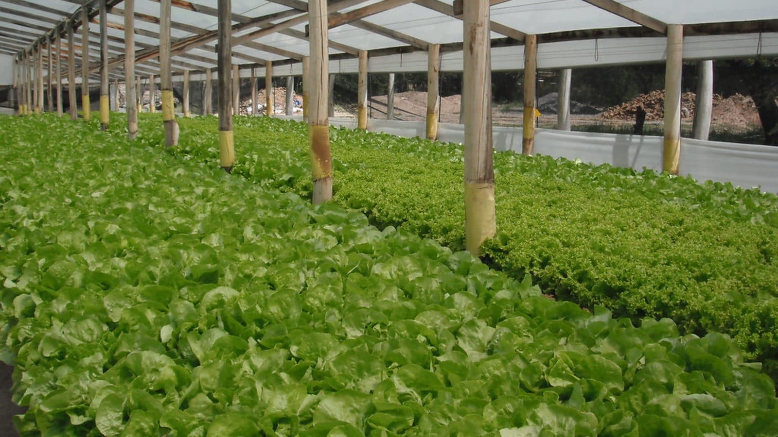 Rows of vegetables growing under cover at the farm