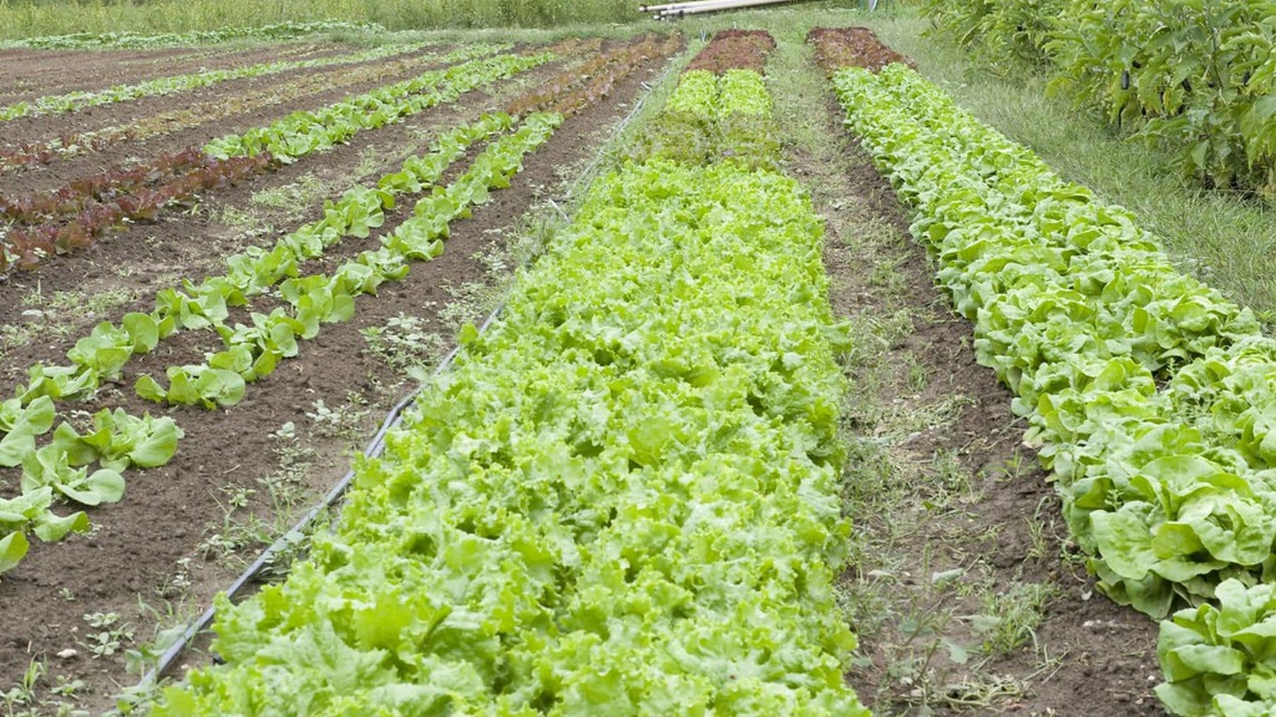 Rows of leafy greens growing in the field