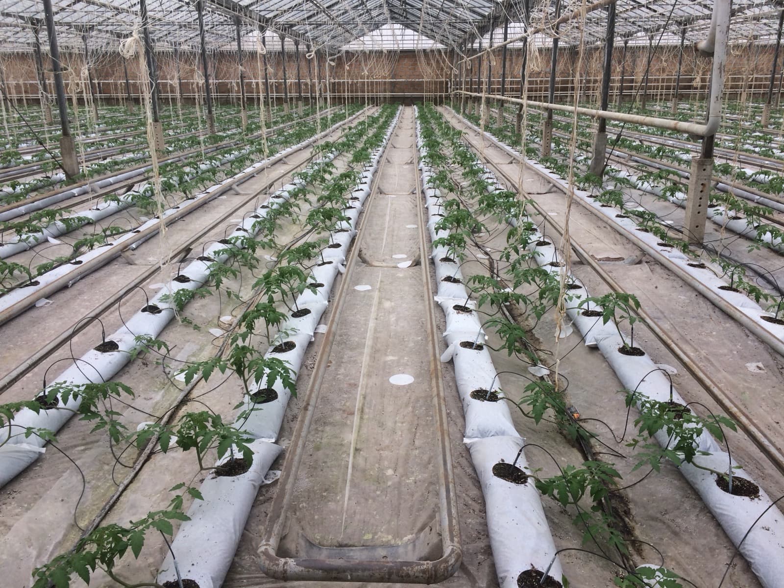 Rows of plants under cover, each on its own drip line